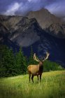 Cervo di montagna in piedi sull'erba — Foto stock