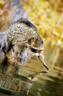 Raccoon Fishing in water — Stock Photo