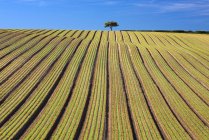 Árbol en campo arado - foto de stock