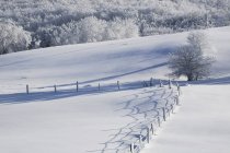Campo nevado com cerca — Fotografia de Stock