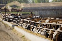Alimentação de gado a partir de alimentador — Fotografia de Stock