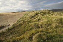 Песчаный пляж с травой — стоковое фото