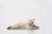 Oso polar tendido sobre hielo - foto de stock