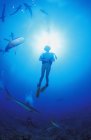 Circling Sharks around female diver under water — Stock Photo