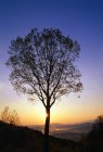 Silhouette dell'albero all'alba — Foto stock