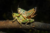 Mating Pair Of Grasshoppers — Stock Photo