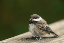 Птичка на деревянной поверхности — стоковое фото