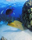 Риби і вугор на океанського дна — стокове фото