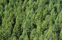 Forêt verte à feuilles persistantes — Photo de stock