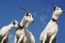 Goats looking away — Stock Photo