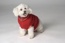 Piccolo cane che indossa maglione — Foto stock
