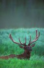 Wapiti mâle avec feutre sur bois — Photo de stock