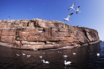 Gannets Flying And Nesting — Stock Photo