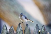 Oiseau moqueur assis sur la clôture — Photo de stock