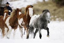 Стадо бігових коней — стокове фото
