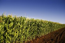 Кукурузное поле с дорогой — стоковое фото