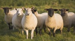 Moutons marchant dans le pâturage — Photo de stock
