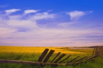 Old Fence Against Canola Field — Stock Photo
