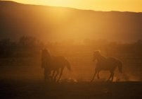 Pferde laufen bei Sonnenuntergang — Stockfoto