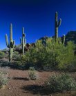 Paisaje del desierto con Saguaro Cacti - foto de stock