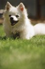 Маленькая белая собака — стоковое фото