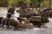 Arredondando o gado — Fotografia de Stock