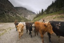 Vaqueros pastoreando ganado vacuno, sur de Alberta, Canadá - foto de stock