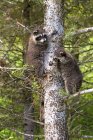 Baby Raccoons In Tree — Stock Photo