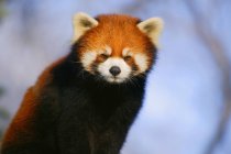 Червоні панди на відкритому повітрі — стокове фото