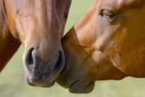 Dois cavalos com cabeças tocando — Fotografia de Stock