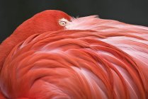 Flamant rose reposant sa tête — Photo de stock