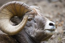 Большая рогатая овца — стоковое фото