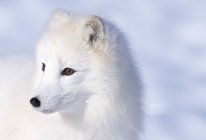 Raposa ártica na neve ao ar livre — Fotografia de Stock