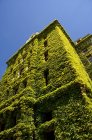 Building Covered With Ivy — Stock Photo