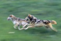 Two Wolves running — Stock Photo