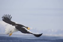 Steller águila marina - foto de stock