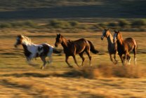 Дикие лошади бегут вместе — стоковое фото