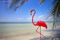 Фламинго на песчаном пляже — стоковое фото