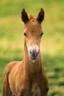 Американский пайнт-конь Кольт — стоковое фото