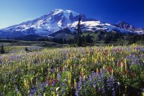 Field Of Blooming Wildflowers In Paradise Park — Stock Photo