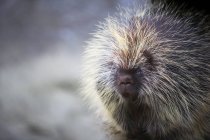 Porcupine standing outdoors — Stock Photo