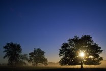 Дубовые деревья и вспышка солнца — стоковое фото
