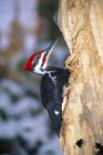 Pileated Woodpecker sitting on tree — Stock Photo