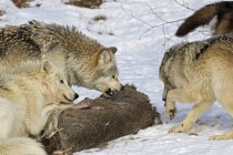 Волк пакует и убивает — стоковое фото