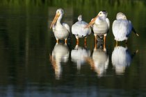 Pelicans in acqua all'aperto — Foto stock