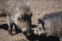 Wildschweine stehen auf dem Boden — Stockfoto