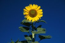 Einsame Sonnenblume vor blauem Himmel — Stockfoto