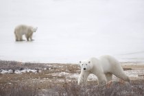 Orsi polari che fissano avanti — Foto stock