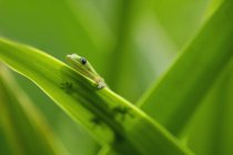 Winziger Gecko auf grünem Blatt — Stockfoto