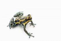 Yellow and Blue Poison Dart Frog — стоковое фото